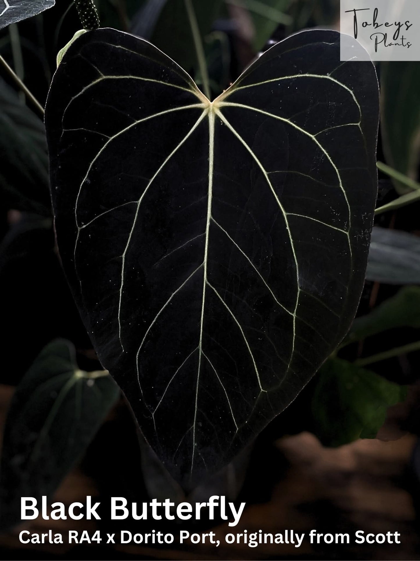 (Carla RA4 x Port Dorito) x Self 'Black Butterfly'