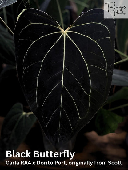 (Carla RA4 x Port Dorito) x Self 'Black Butterfly'