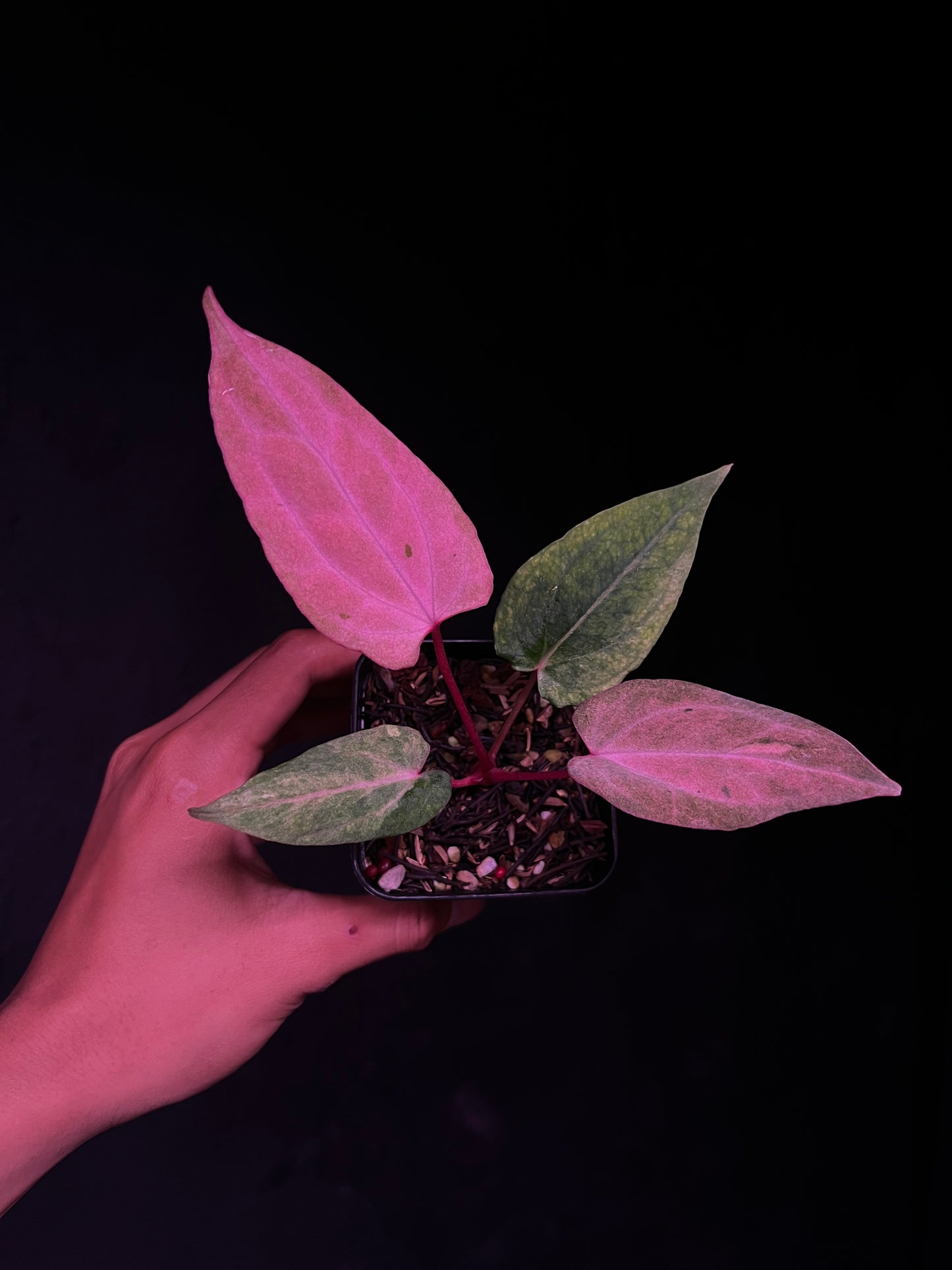 (Carla RA4 x Port Dorito) x Self 'Black Butterfly'