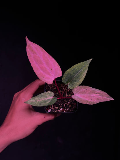 (Carla RA4 x Port Dorito) x Self 'Black Butterfly'