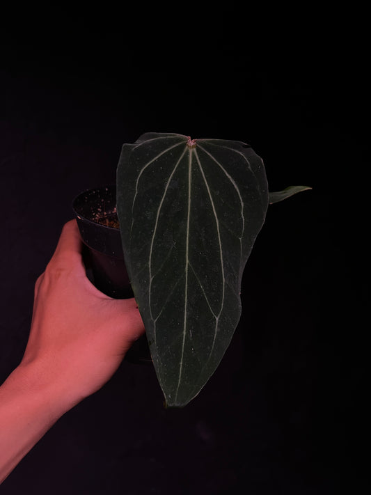 King of Spades 'Butterfly' - Selected