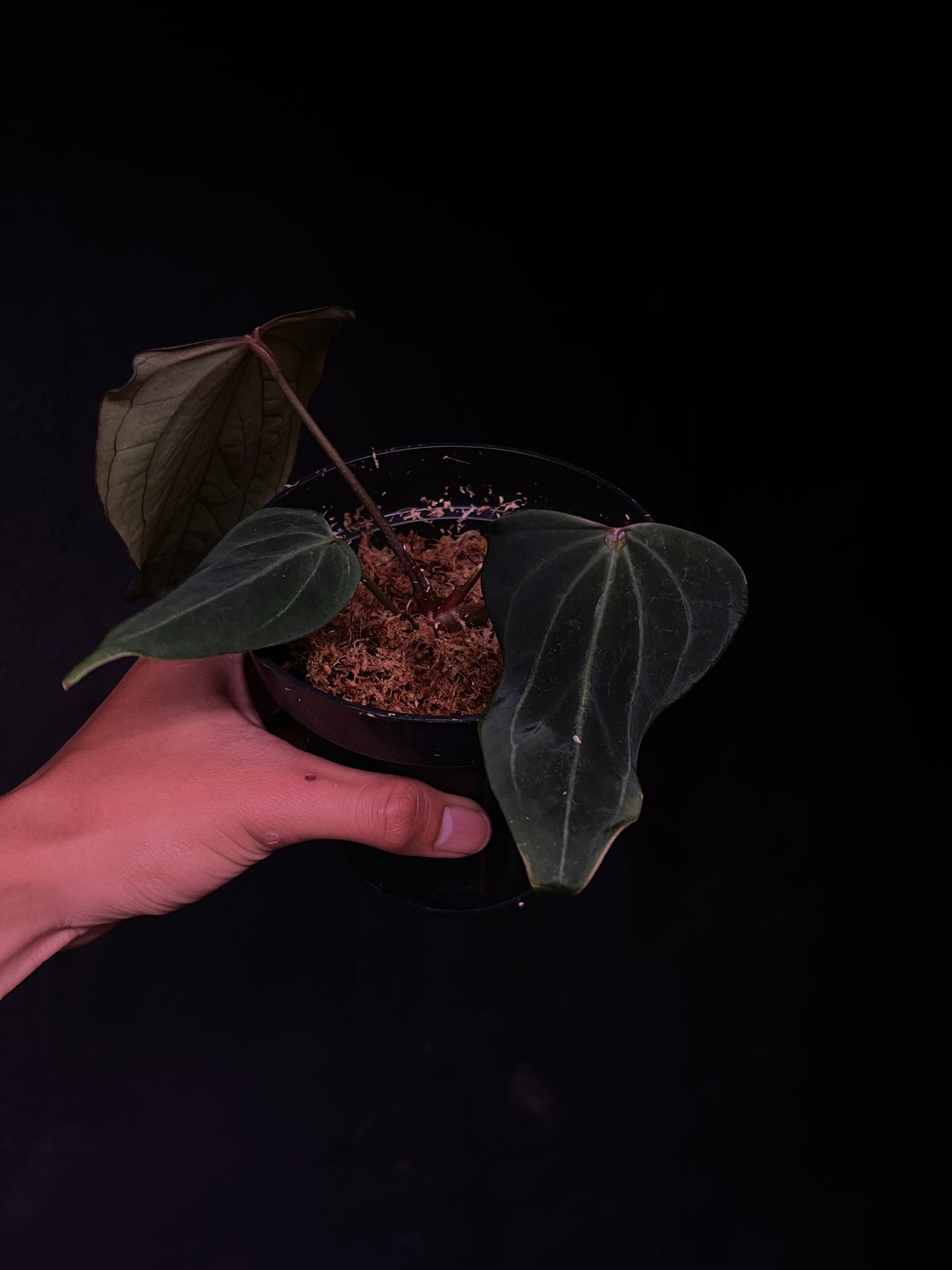 King of Spades 'Butterfly' - Selected