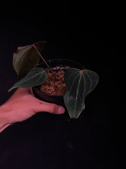 King of Spades 'Butterfly' - Selected