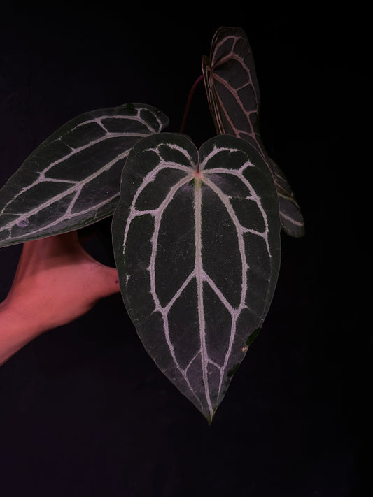 King of Spades x Red Crystallinum 'NSE'