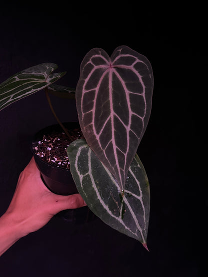 King of Spades x Red Crystallinum 'NSE'