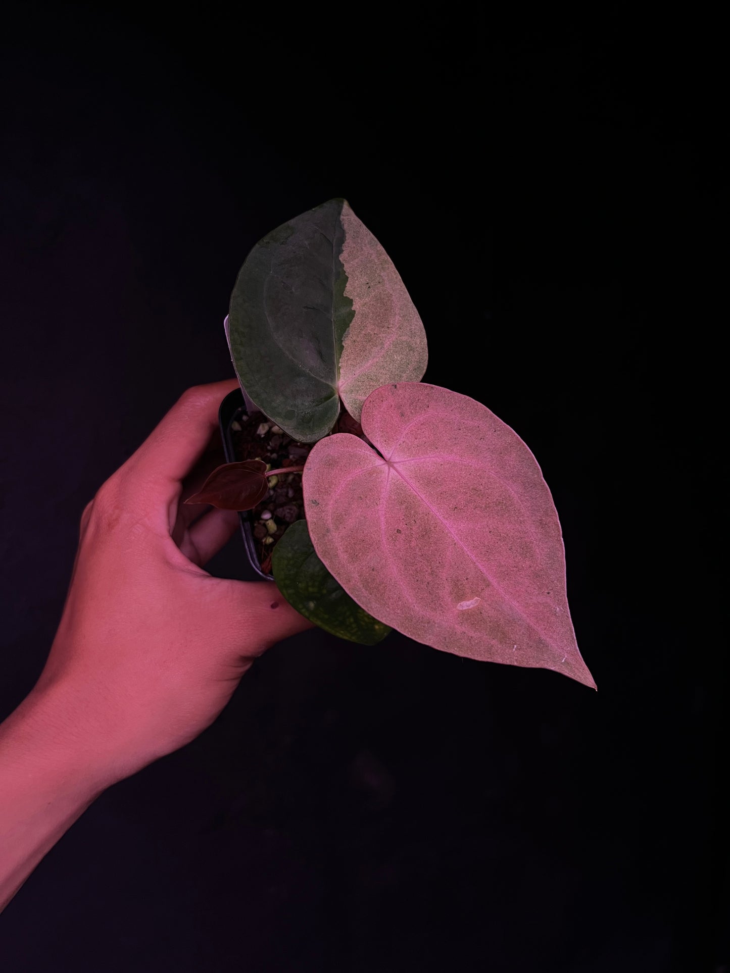RVDP x Self - Mint Variegation