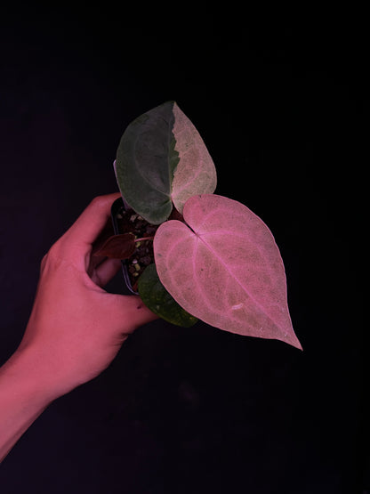 RVDP x Self - Mint Variegation