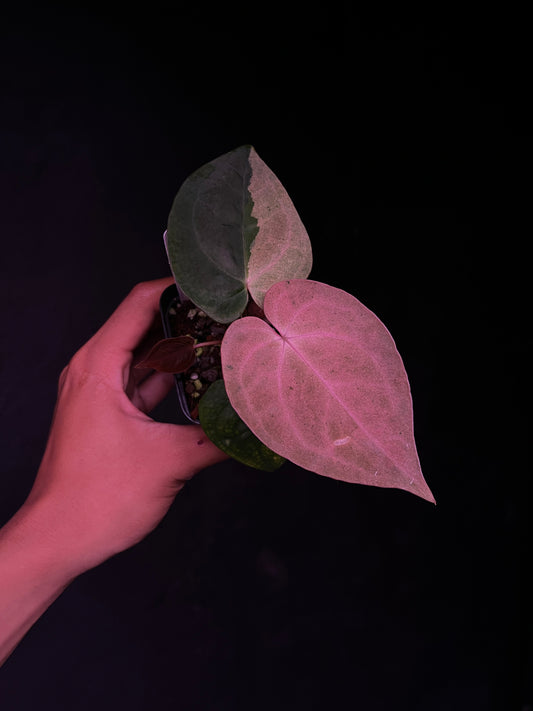 RVDP x Self - Mint Variegation