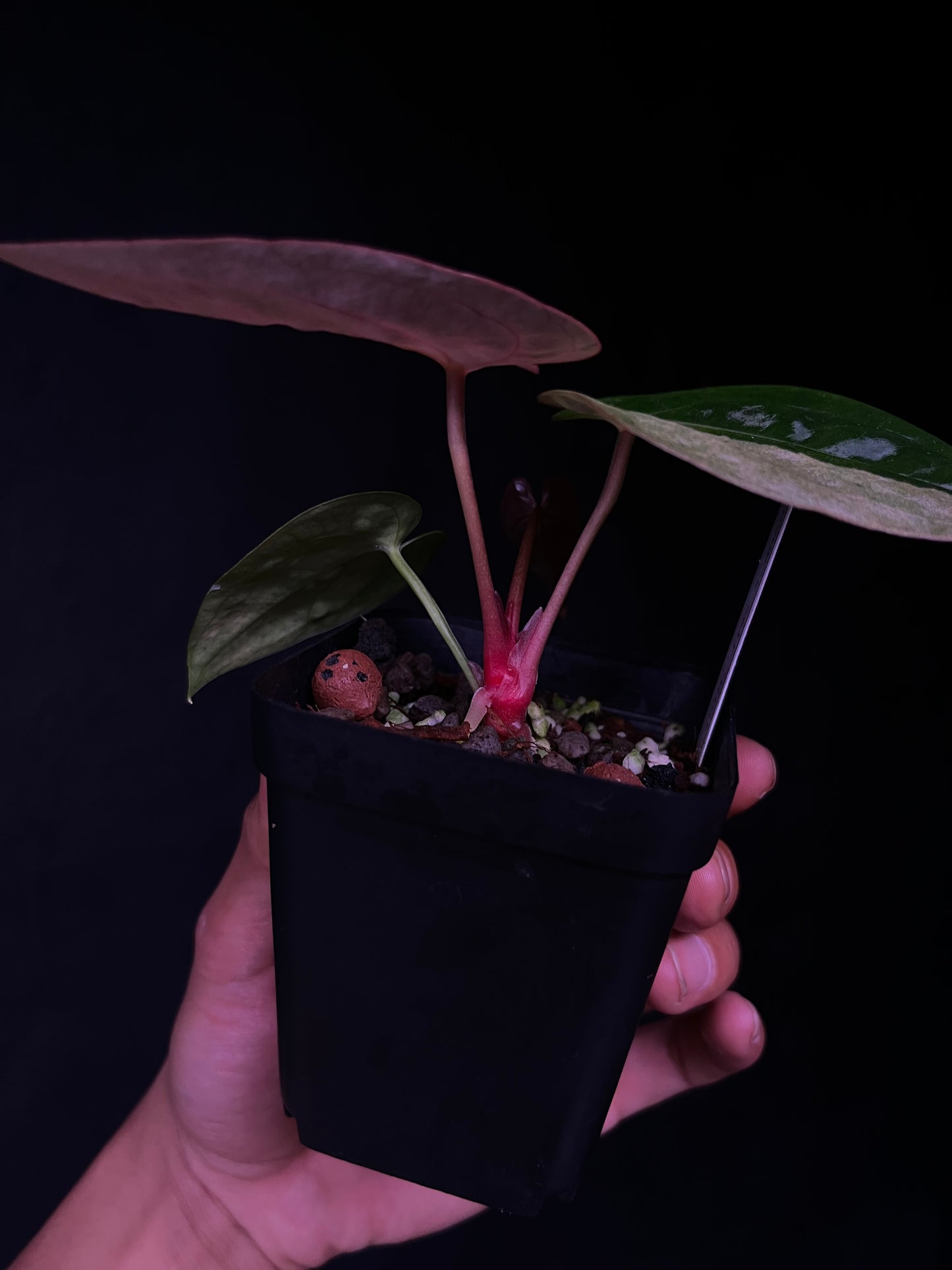 RVDP x Self - Mint Variegation