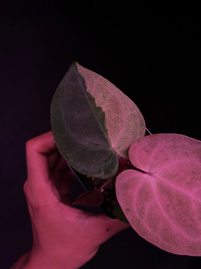 RVDP x Self - Mint Variegation