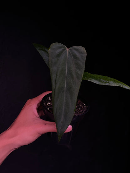 Ralph Lynam x Sp Nov Df - Propagation