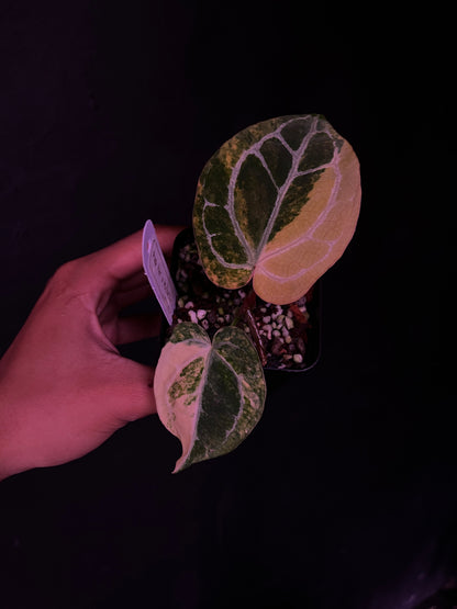Anthurium Pap Var x Michelle - Propagation