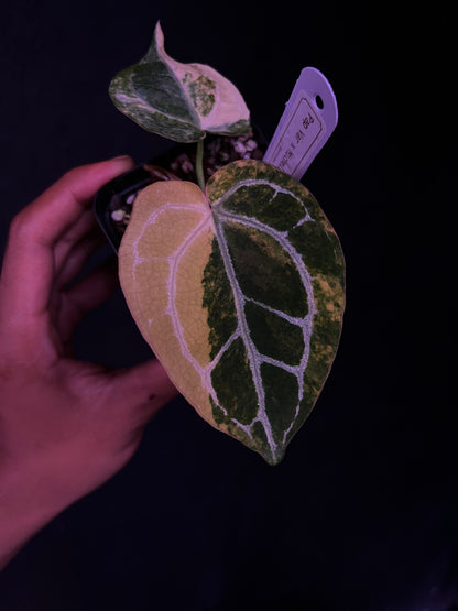 Anthurium Pap Var x Michelle - Propagation