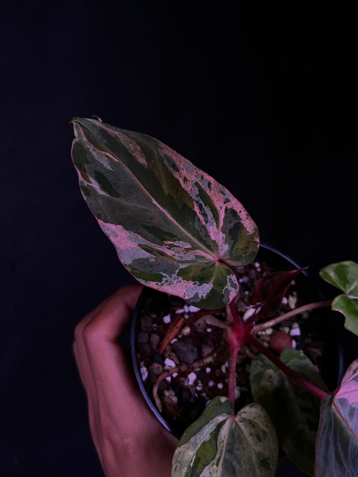 Anthurium Starburst