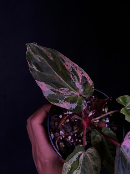 Anthurium Starburst