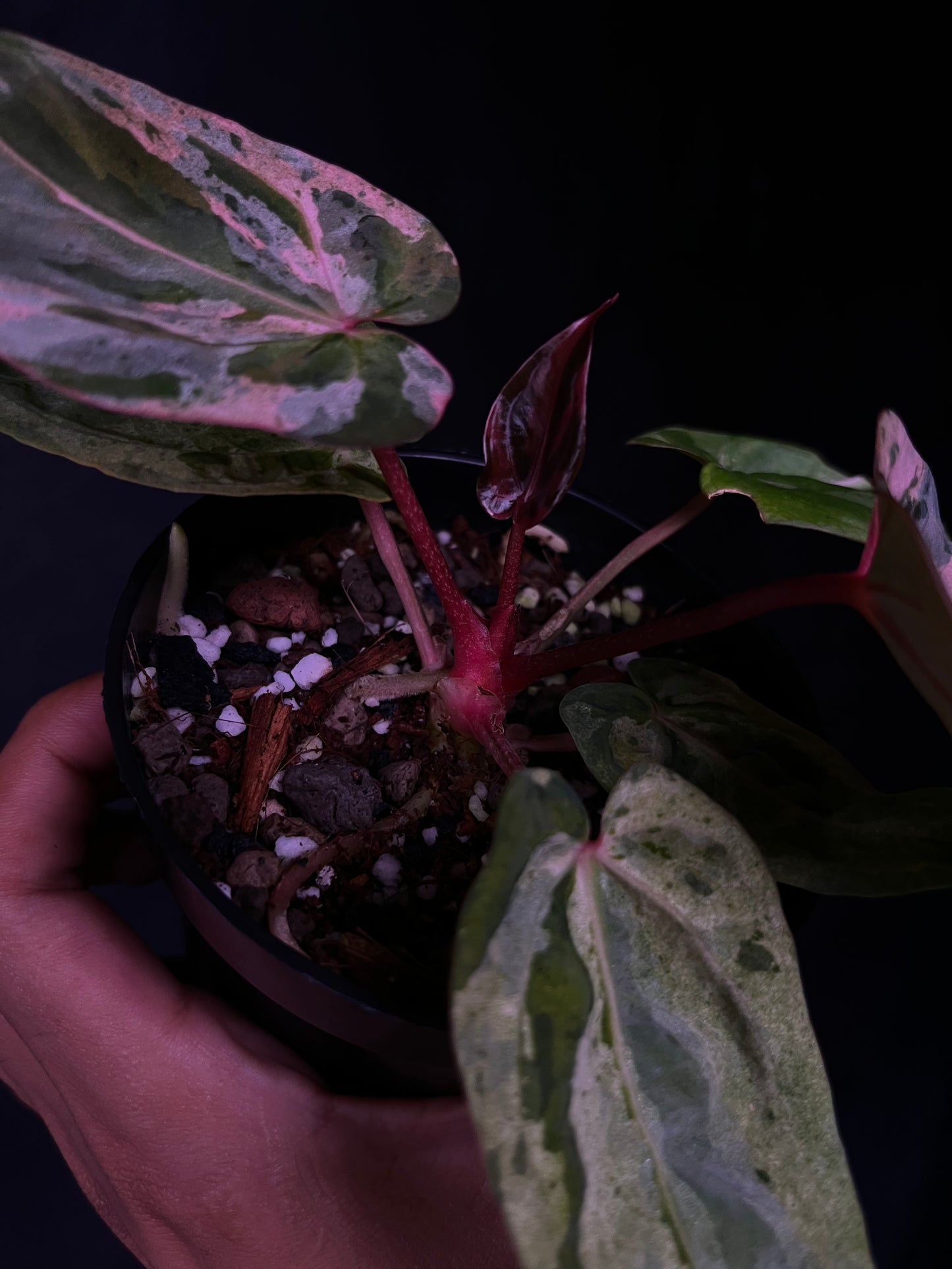 Anthurium Starburst