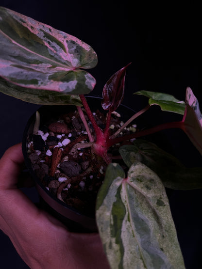 Anthurium Starburst