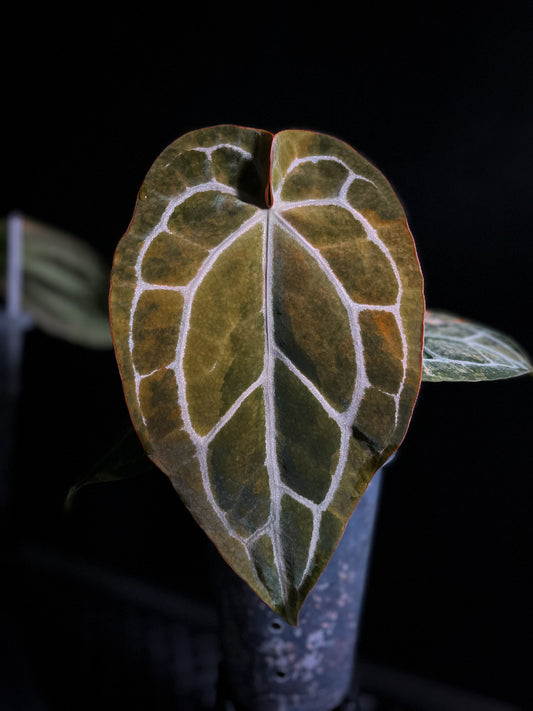 Anthurium Pap Var x Michelle - Propagation