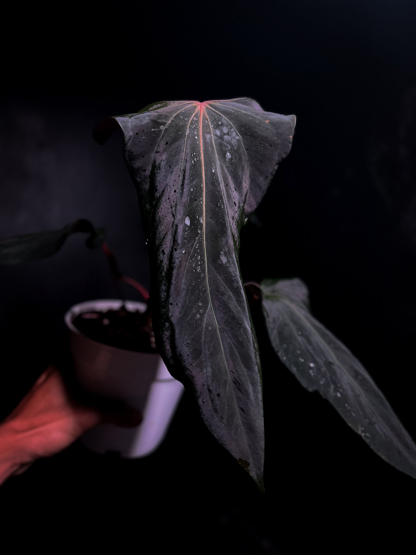 Ralph Lynam x Sp Nov Df - Propagation