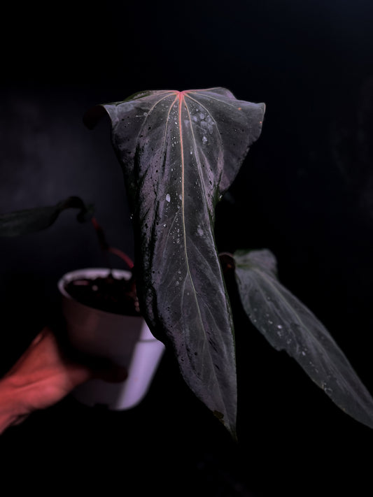Ralph Lynam x Sp Nov Df - Propagation