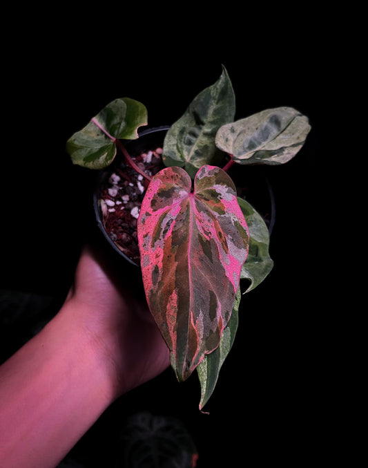 Anthurium Starburst