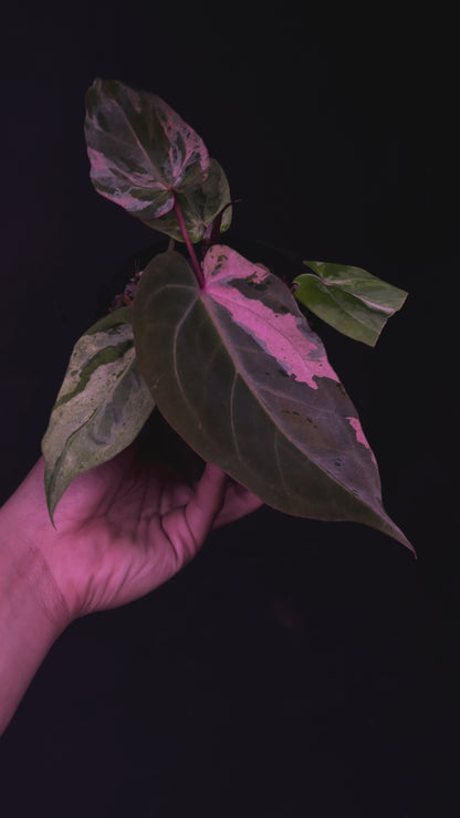 Anthurium Starburst