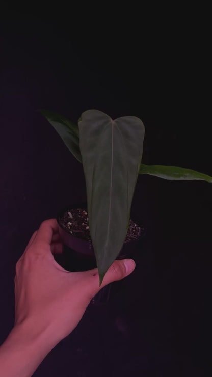 Ralph Lynam x Sp Nov Df - Propagation