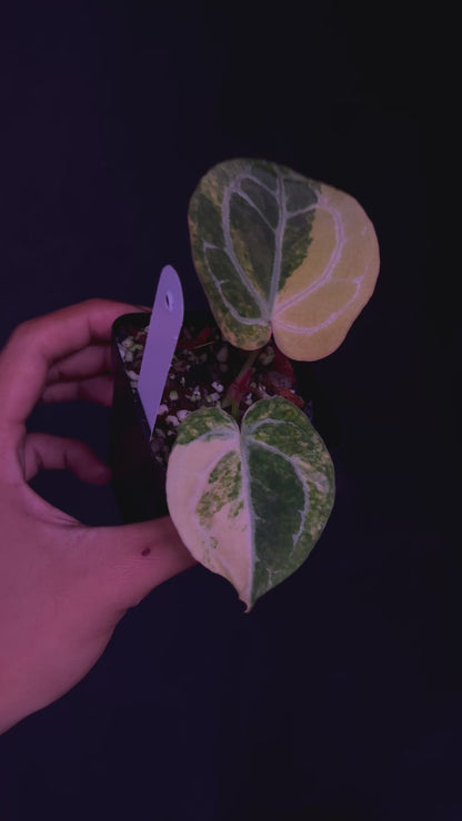 Anthurium Pap Var x Michelle - Propagation