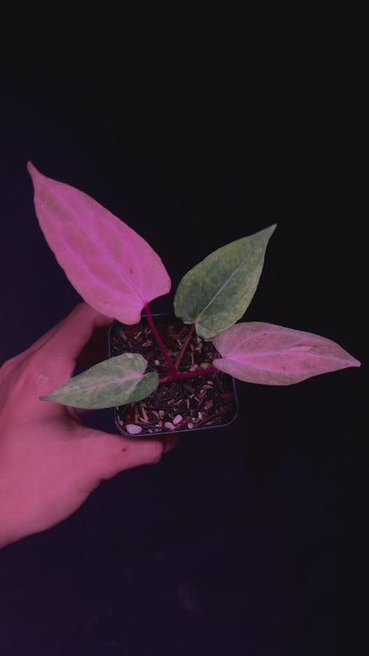 (Carla RA4 x Port Dorito) x Self 'Black Butterfly'