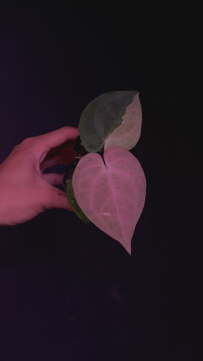 RVDP x Self - Mint Variegation