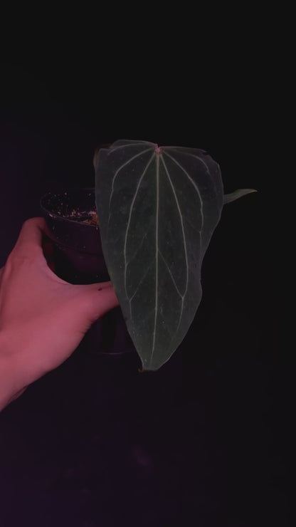 King of Spades 'Butterfly' - Selected